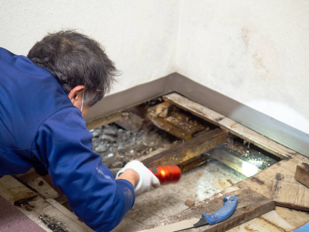 Best Commercial Mold Removal  in Bethel, AK