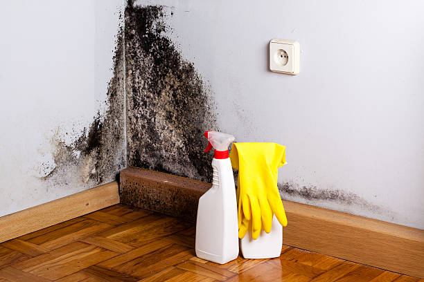 Best Mold Remediation  in Bethel, AK