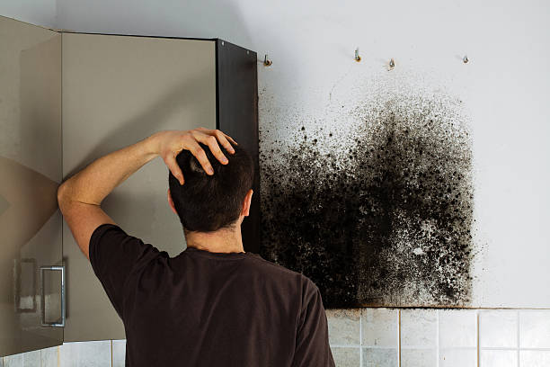 Best Black Mold Removal  in Bethel, AK